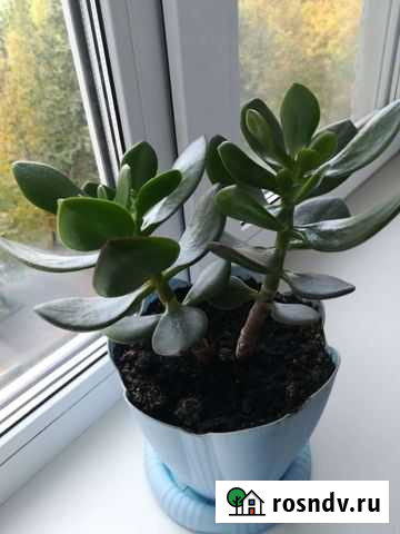 Денежное дерево Железногорск - изображение 1