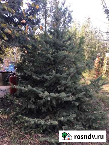 Ель Яблоновский - изображение 1