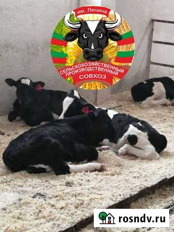 Бычки на откорм Михайловка - изображение 1