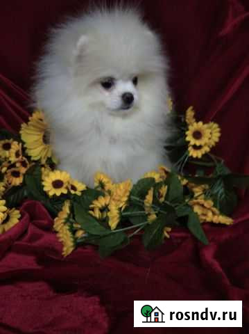 Щенки шпица Челябинск - изображение 1