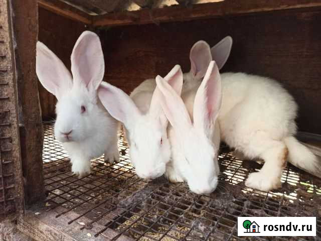Кролики Шахты - изображение 1