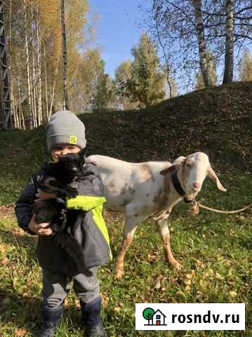 Козел 75 нубиец Сафоново - изображение 1