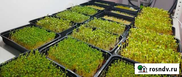 Продажа микрозелени Строитель - изображение 1