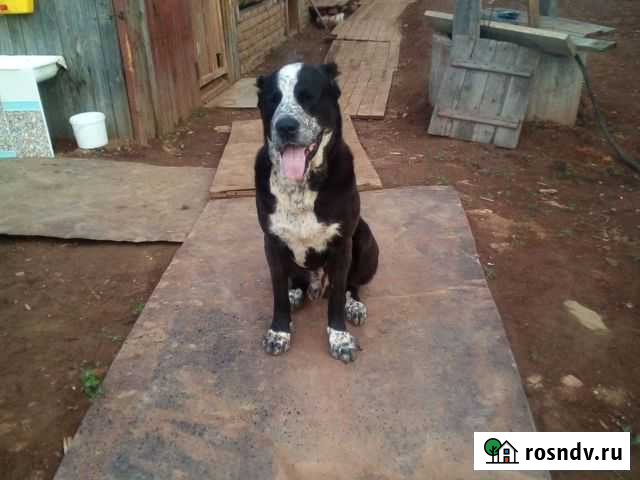 Среднеазиатская овчарка алабай кобель вязка Сарапул - изображение 1