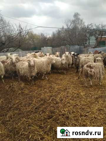 Коровы, телочки, бычки, овцы Лесной Городок - изображение 1