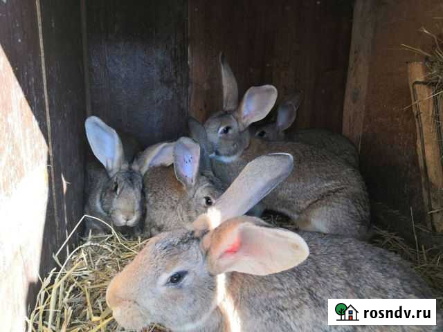 Кролики Заокский - изображение 1