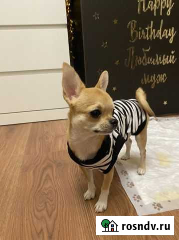 Вязка чихуахуа Евпатория - изображение 1