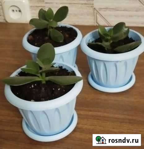 Толстянка-Денежное дерево Вологда - изображение 1