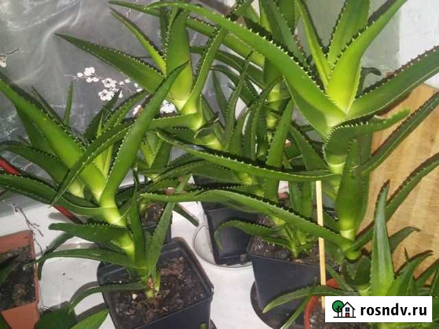 Алоэ древовидное Иваново - изображение 1