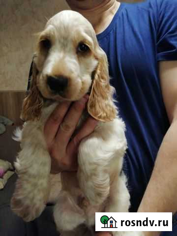 Щенки английского кокер спаниеля Ногинск - изображение 1