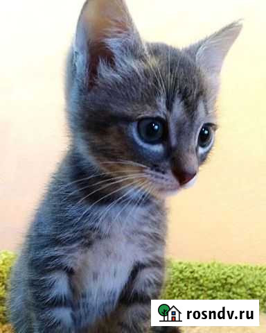 Котята Саранск - изображение 1