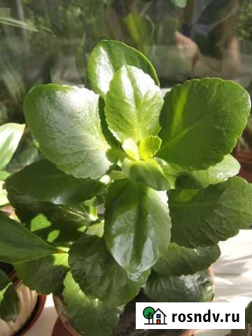 Каланхоэ Ульяновск - изображение 1