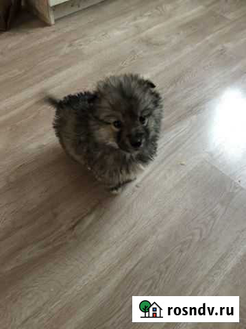 Щенки в добрые руки Чехов - изображение 1