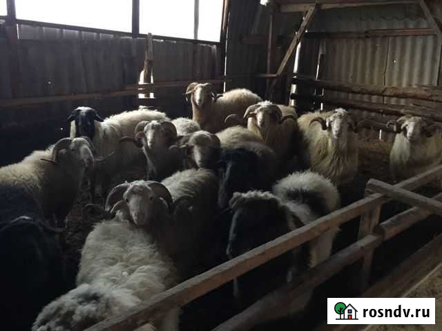 Бараны и овцы Грозный - изображение 1