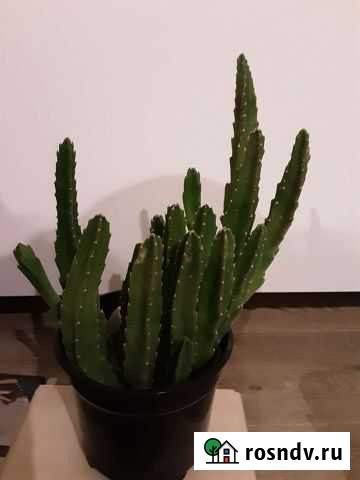 Кактусы Иваново - изображение 1