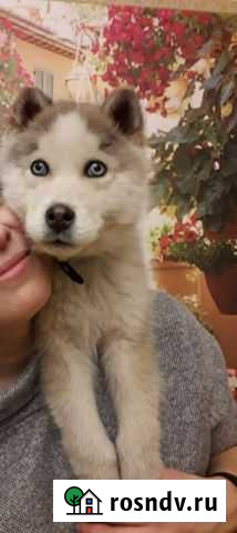 Хаски чистокровный Уфа - изображение 1