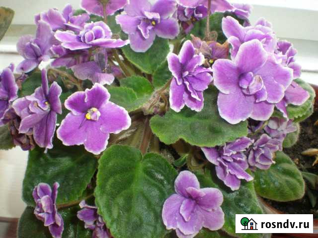 Цветы разные Набережные Челны - изображение 1