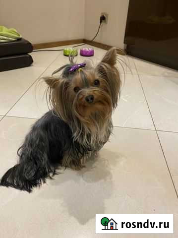 Йоркширский терьер Калининград - изображение 1