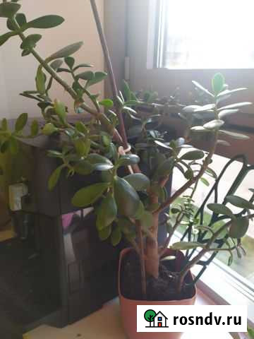 Крассула толстянка Королев - изображение 1