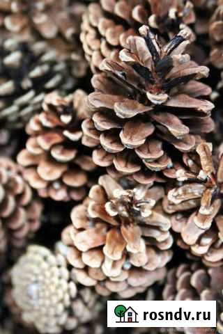 Шишки сосновые Великий Новгород - изображение 1