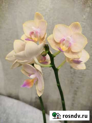 Орхидея фаленопсис Мурманск - изображение 1