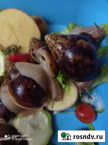 Улитки ахатины ретикулята Симферополь - изображение 1