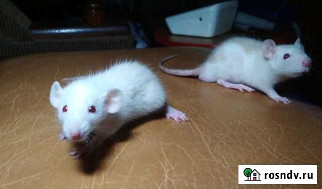 Крысята Воронеж - изображение 1