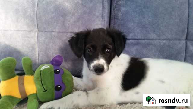 Щенуля -метис сеттера Анапа - изображение 1