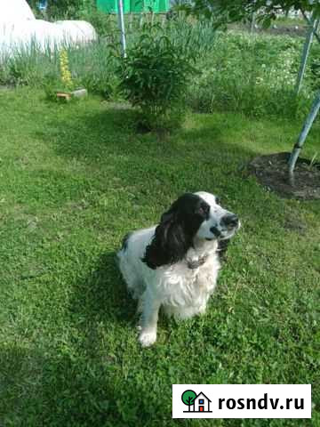 Вязка Скопин - изображение 1