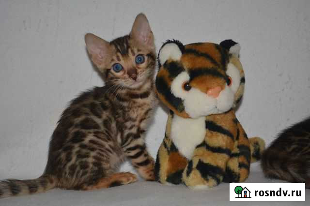 Бенгалы с документами Рязань - изображение 1