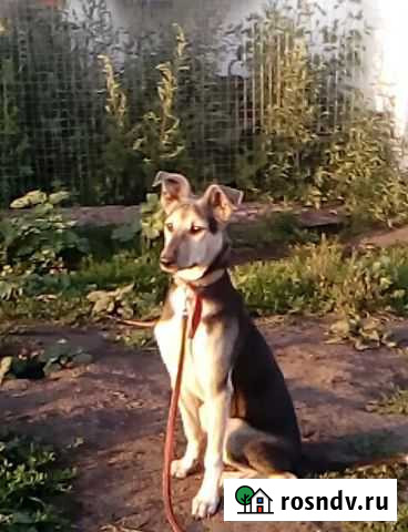 Собака Николь, 1 год, стерилизована, привита, дост Тамбов - изображение 1