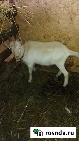 Зааненский молодой козлик Киров - изображение 1