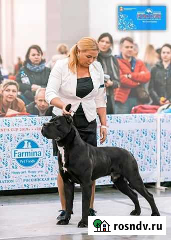 Щенки кане корсо Снегири - изображение 1