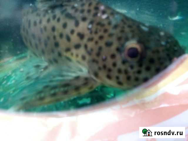 Сом перевертыш Усмань - изображение 1