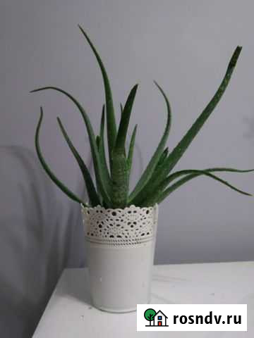 Алое Вера Барбаденсис Павлово - изображение 1