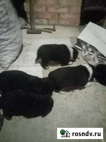 Щенки от самой умной собаки Копейск - изображение 1