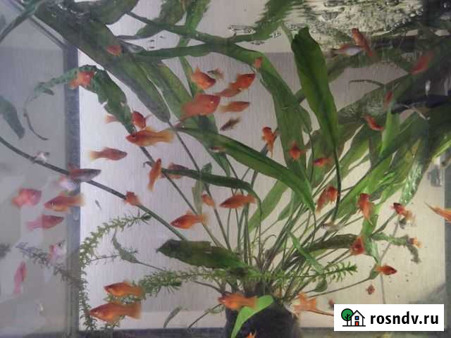 Рыбки меченосцы Луховицы - изображение 1