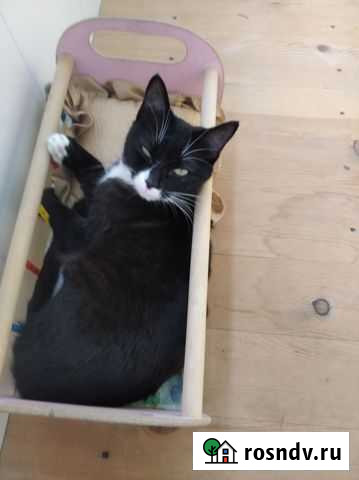 Отдам котика в хорошие руки Ангарск - изображение 1