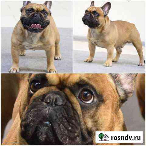 Вязка французского бульдога Санкт-Петербург