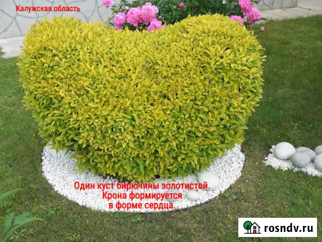 Саженцы бирючина золотистая для изгороди и бордюр Кондрово - изображение 1