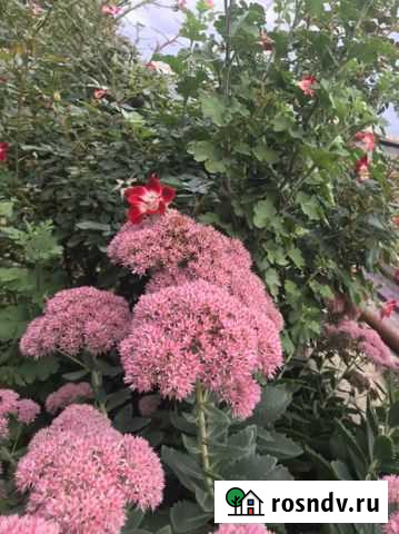 Очиток видный карл Махачкала - изображение 1