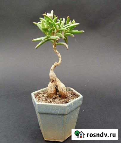 Местоклема семена. Медитативное лекарственное Тольятти - изображение 1