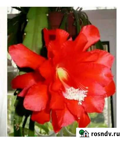 Комнатные цветы Иваново - изображение 1