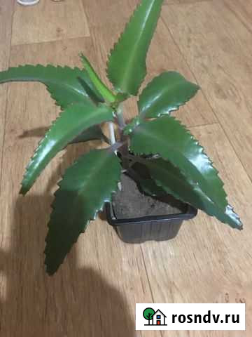 Каланхоэ Евпатория - изображение 1