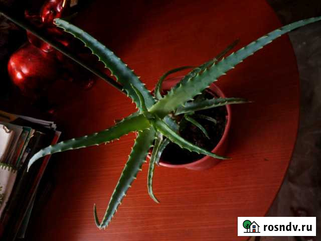 Алоэ Стерлитамак - изображение 1