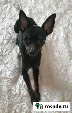 Вязка, той терьер Великий Новгород - изображение 1