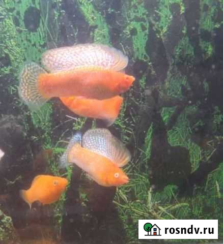 Велифера, моллинезия, живородка, меченосец, гуппи Химки - изображение 1