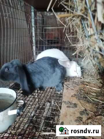Кролики Черкесск - изображение 1
