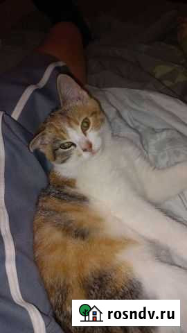 Котенок девочка возраст 2.5 месяца Гагарин - изображение 1