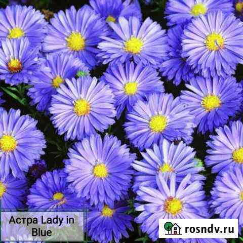 Астра Новобельгийская Ижевск